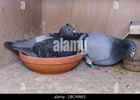 Couples reproducteurs de pigeons dans leur boîte sur le loft de pigeon, les parents prennent des tours pour brood sur les oeufs Banque D'Images