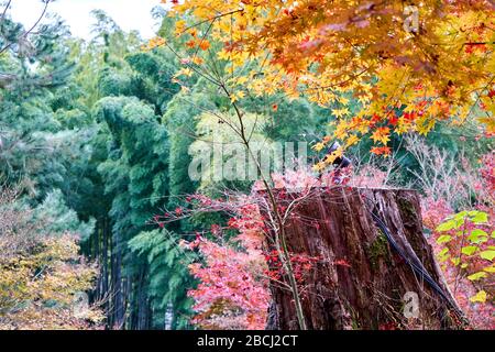 Souche de vieux arbre dans la forêt pendant l'automne Banque D'Images