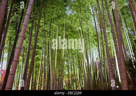 Forêt de bambou verte le soir Banque D'Images