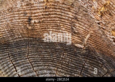 Macro closeup view de bois coupé fin section arbre généalogique avec des fissures et des anneaux annuels. Texture organique naturel et fissurée avec surface rugueuse. Surf en bois Banque D'Images