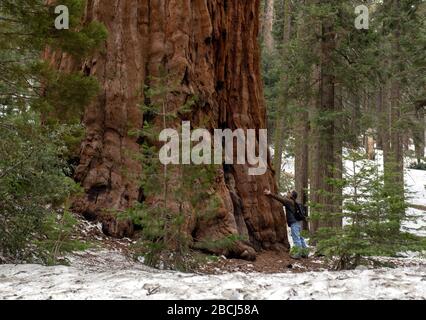 Donner un hig à un arbre Sequoia Banque D'Images