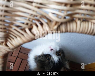 Image rapprochée d'un chat de forêt norvégienne se cachant sous la chaise avec des yeux curieux, Suède Banque D'Images