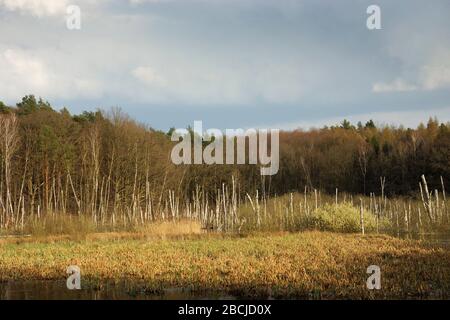 Moor beim Hellsee dans le Brandebourg Banque D'Images