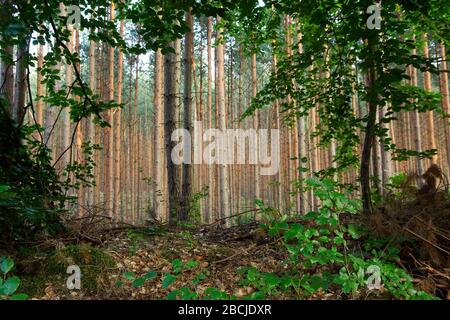 Laubdurchgang zu einem Kiefernwald im Bisenthaler Becken Banque D'Images
