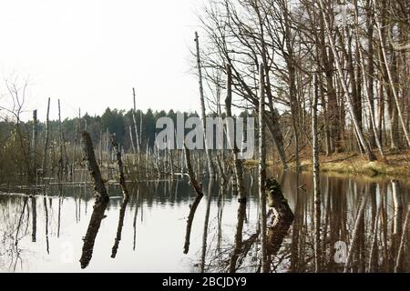 Abgestorbene Birken im Wasser / Feuchtgebiet beim Hellsee / Barnim Banque D'Images