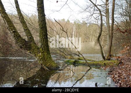 Feuchtgebiet beim Hellsee Banque D'Images