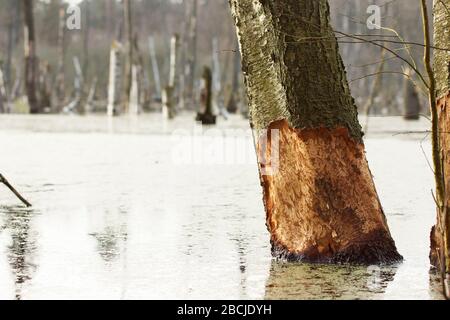 Biberfraß, Biberspuren / Feuchtgebiet beim Hellsee Banque D'Images