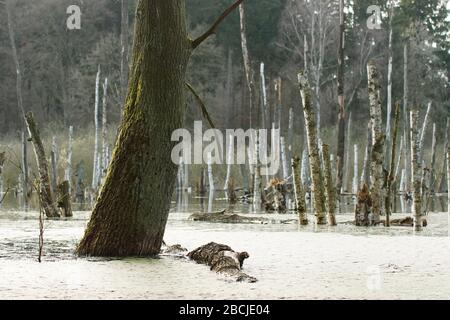 Abgestorbene Baumstümpfe im Feuchtgebiet beim Hellsee Banque D'Images