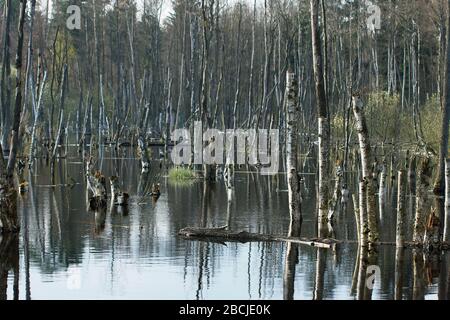 Fourre-tout Birken im Feuchtgebiet beim Hellsee Banque D'Images