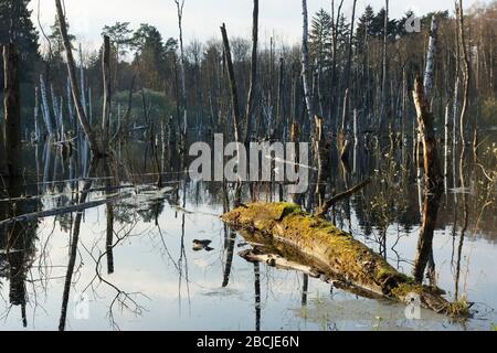 tote Bäume im Feuchtgebiet beim Hellsee Banque D'Images
