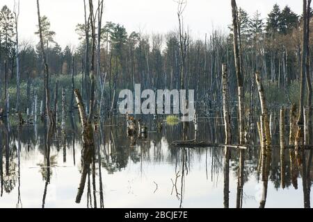 Abgestorbene Bäume im Wasser / Biesenthaler Becken / Feuchtgebiet beim Hellsee Banque D'Images
