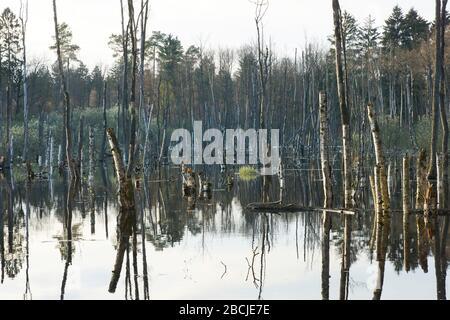 Biesenthaler Becken / Feuchtgebiet beim Hellsee Banque D'Images