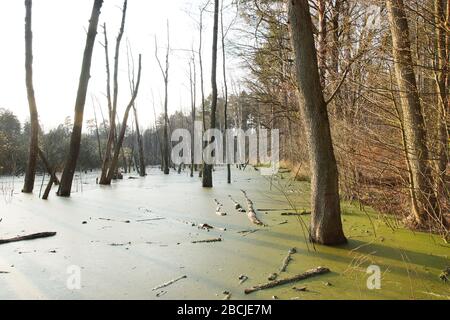 Entengrütze / Feuchtgebiet beim Hellsee / Biesenthaler Becken Banque D'Images