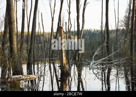 Biesenthaler Becken / Feuchtgebiet beim Hellsee Banque D'Images