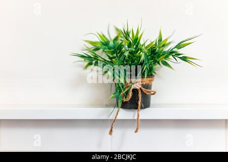 Plante verte dans un petit conteneur de pot de fleurs et attaché avec corde sur la table de étagère blanche dans l'intérieur minimaliste de l'appartement de maison avec lumière vive Banque D'Images