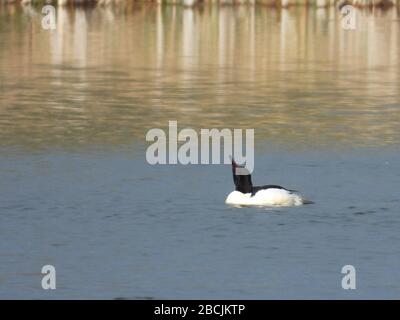 un goosander blanc nage sur un lac et cherche de la nourriture Banque D'Images