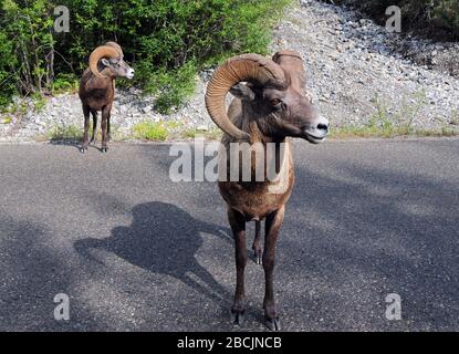 Couple de moutons Rocky Mountain Bighorn debout sur la route Parc national Jasper Banque D'Images