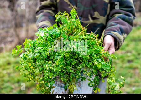 Récolte de la plante de persil vert avec l'homme tenant le récipient de seau de légumes dans le jardin d'hiver légumes en Ukraine datcha Banque D'Images