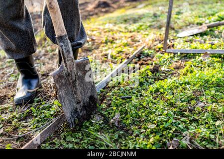 Homme personnes personne travaillant sur le jardin d'hiver de légumes pour le cadre froid de lit surélevé en Ukraine dacha et la fermeture de pelle bêche creusant Banque D'Images