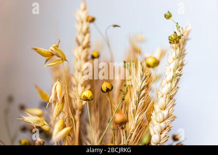 Macro arrangement de Didukh de grain de fleur closeup dans la tradition traditionnelle ukrainienne pour Noël avec bouquet séché en hiver Banque D'Images