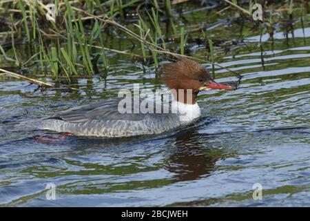 Une belle femme Goosander, Mergus merganser, nageant sur une rivière. Il a fait de la plongée sous l'eau de pêcher le poisson à manger. Banque D'Images