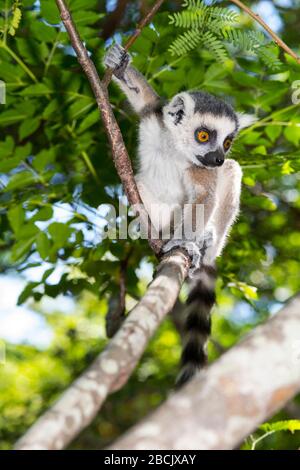 Afrique, Madagascar, Ambalavao. Réserve communautaire Anja. Banque D'Images