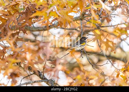 Oiseau de paruline jaune perché sur la branche de chêne dans la saison d'automne colorée ensoleillée en Virginie avec des couleurs orange-jaune Banque D'Images