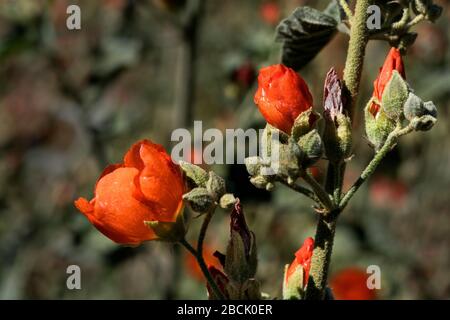 Une image de gros plan du Globe Mallow de fleurs sauvages capturé dans le désert de Sonoran près de Phoenix, Arizona. Banque D'Images