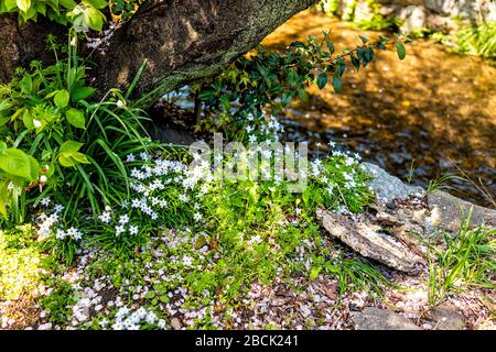 L'eau de la rivière Takase dans le quartier résidentiel de Kyoto avec des fleurs blanches printanières paysagées le long du canal avec personne en avril Banque D'Images