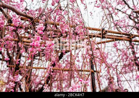 Kyoto, Japon accrochant l'arbre sakura de cerisier tiche au printemps avec jardin fleuri bokeh flou arrière-plan par le temple de Kiyomizudera sous la pluie Banque D'Images