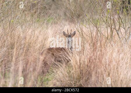 Roebuck, un cerf de Virginie (Capreolus capreolus), Royaume-Uni Banque D'Images