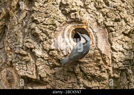 Nuthatch (Sitta europaea) à côté de son trou de nid dans un tronc de saule pleurant de boue autour du trou pour diminuer le diamètre, Royaume-Uni Banque D'Images