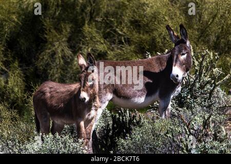 Burros sauvages dans le désert de Sonoran près de Phoenix, Arizona Banque D'Images