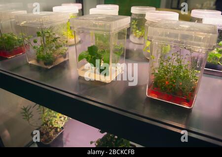 Pousses de diverses plantes poussent dans des conteneurs l'Agriculture Banque D'Images