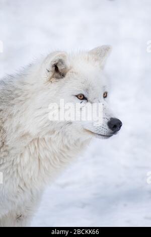 Loup arctique solitaire affamant à la distance avec un fond blanc flou enneigé. Banque D'Images