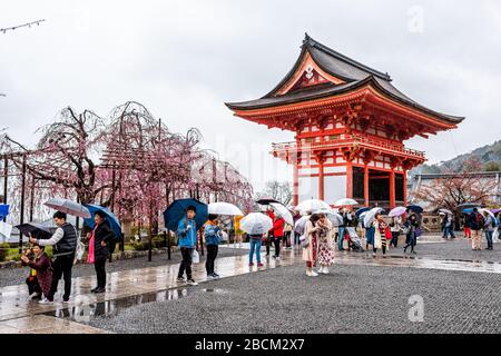 Kyoto, Japon - 9 avril 2019: Cerisier fleurs de l'arbre sakura fleurs fleuries avec des personnes sous les parasols de pluie dans le parc de jardin de printemps de Kiyomizudera templ Banque D'Images
