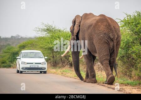 Grand éléphant d'Afrique marchant vers une petite voiture blanche sur une route pavée dans la savane. Banque D'Images