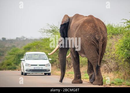 Grand éléphant d'Afrique marchant vers une petite voiture blanche sur une route pavée dans la savane. Banque D'Images