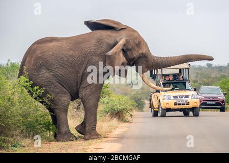 Grand éléphant d'Afrique qui fait du scarifilage des touristes en voiture dans la savane sur une route pavée dans le parc national Kruger. Banque D'Images