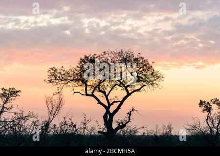 Silhouette d'un arbre avec un lever de soleil coloré dans la savane africaine. Tourné dans le parc national Kruger en Afrique du Sud. Banque D'Images