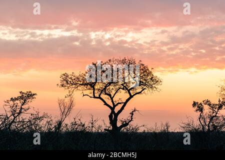 Silhouette d'un arbre avec un lever de soleil coloré dans la savane africaine. Tourné dans le parc national Kruger en Afrique du Sud. Banque D'Images