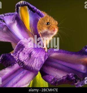 Souris de récolte (Micromys minutus) sur une tête de fleur dans un cadre de studio, Dorset, Angleterre, Grande-Bretagne Banque D'Images