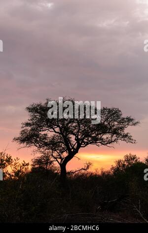 Silhouette d'un arbre avec un lever de soleil coloré dans la savane africaine. Tourné dans le parc national Kruger en Afrique du Sud. Banque D'Images