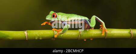 Grenouille d'arbre à yeux rouges (Agalychnis callidryas) en marche le long d'une tige de bambou Banque D'Images