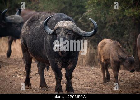 Le cap Buffalo sauvage en Afrique Banque D'Images