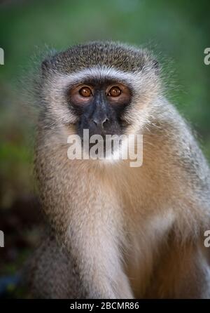 Singe Vervet mâle sauvage en Afrique du Sud Banque D'Images