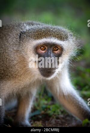 Singe Vervet mâle sauvage en Afrique du Sud Banque D'Images