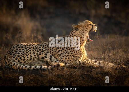 Cheetah sauvage en Afrique du Sud Banque D'Images