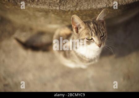 Joli Chat Gris Cendre Se Detendre Sur Le Sol En Pierre A L Exterieur Photo Stock Alamy