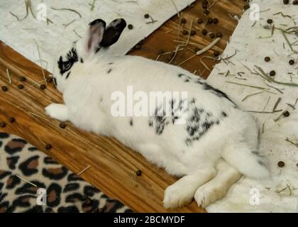 Lapin à pois pour bébé posé Banque D'Images